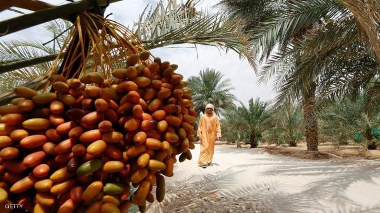 هل تنجح “الامارات” فى زراعة النخيل على المريخ!
